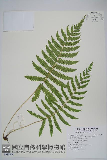 梳毛蕨藏品圖，第1張