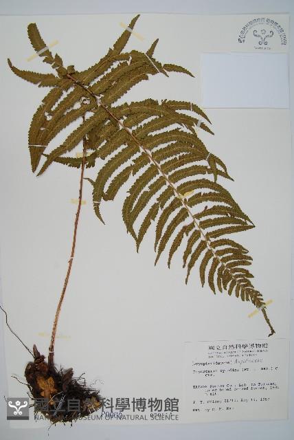 桫欏鱗毛蕨藏品圖，第1張