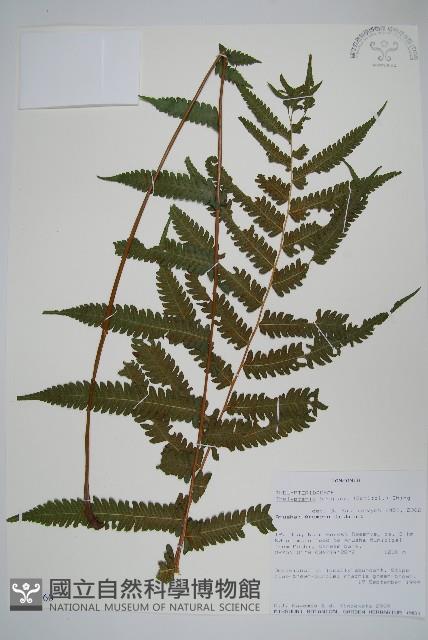 登錄號:P010060藏品圖，第1張