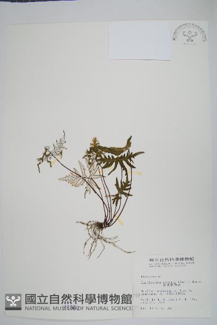 長柄粉背蕨藏品圖，第1張