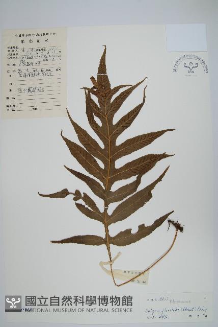 曲邊線蕨藏品圖，第1張