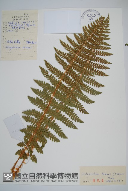布郎耳蕨藏品圖，第1張
