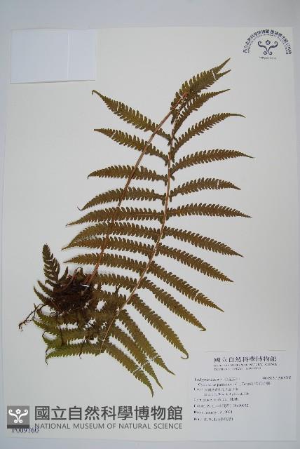 密毛毛蕨藏品圖，第1張