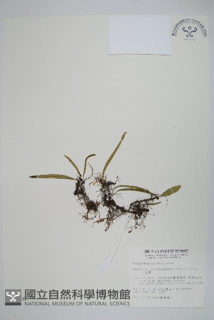 瓦葦藏品圖，第1張