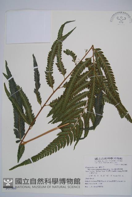 邊緣鱗蓋蕨藏品圖，第1張