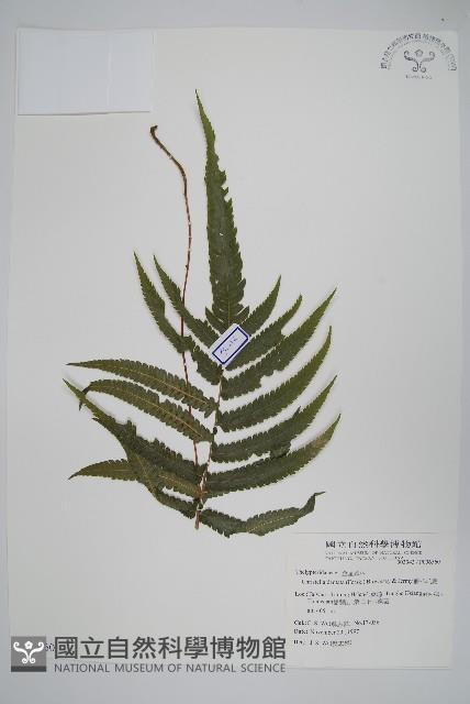 毛蕨藏品圖，第1張