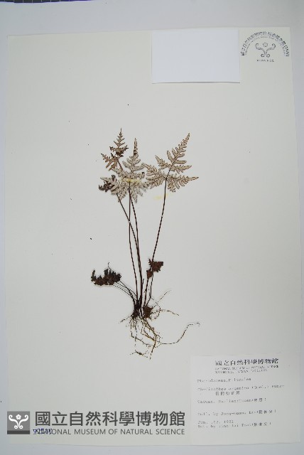 長柄粉背蕨藏品圖，第1張