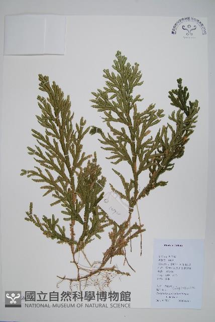 糙葉卷柏藏品圖，第1張