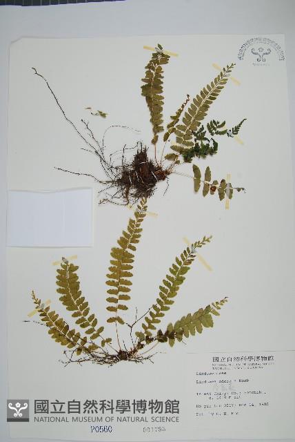 陵齒蕨、鱗始蕨藏品圖，第1張