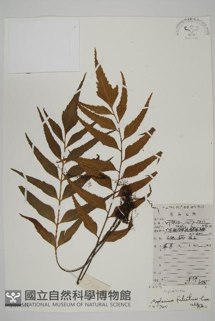 鐮葉鐵角蕨藏品圖，第1張