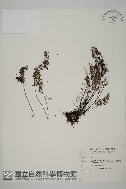 臺灣高山鐵線蕨藏品圖，第1張