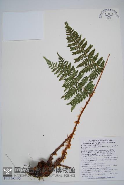 闊葉鱗毛蕨藏品圖，第1張