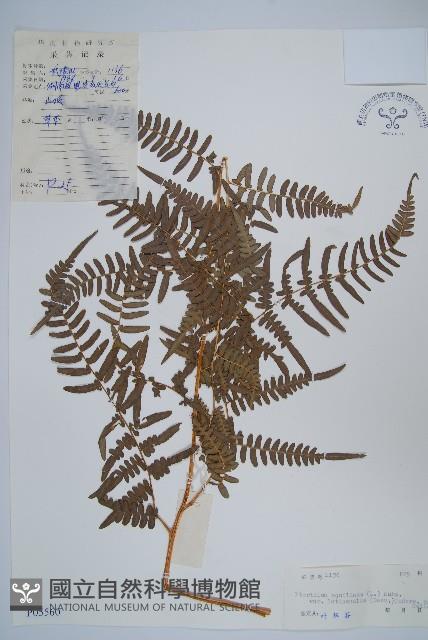 蕨藏品圖，第1張