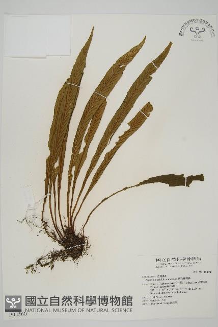 劍葉鐵角蕨、箭葉鐵角蕨藏品圖，第1張