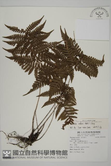 愛德氏肋毛蕨藏品圖，第1張