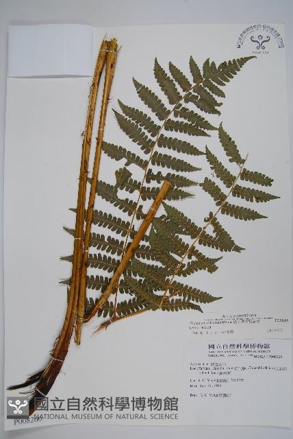 擬德氏雙蓋蕨藏品圖，第1張