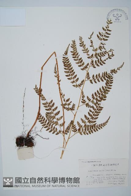 細葉複葉耳蕨藏品圖，第1張