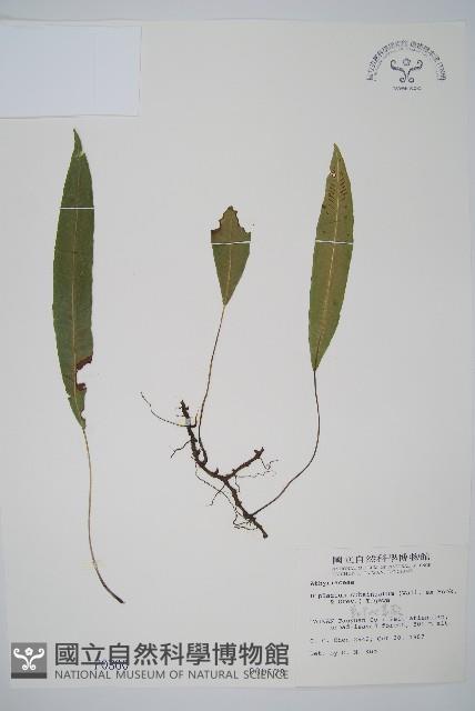 單葉雙蓋蕨藏品圖，第1張