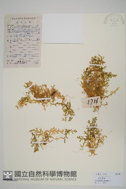 蔓出卷柏藏品圖，第1張