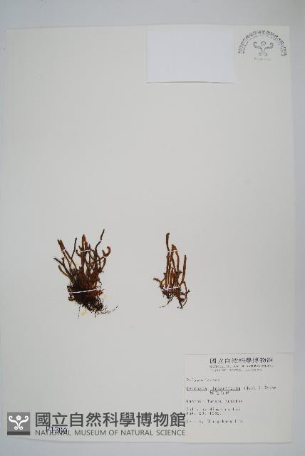 絨毛石葦藏品圖，第1張