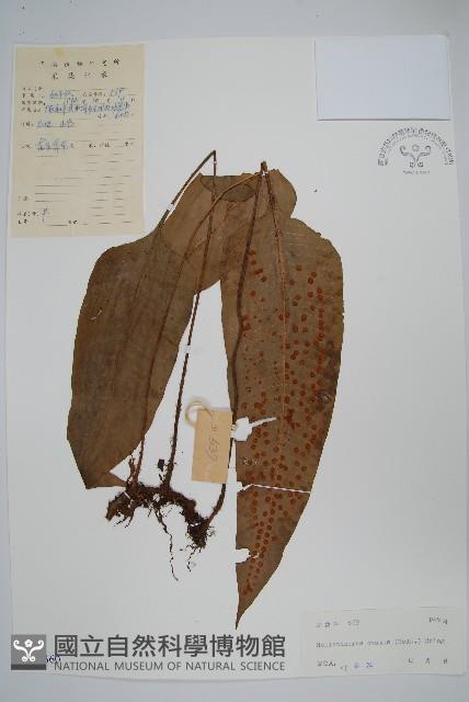 盾蕨藏品圖，第1張