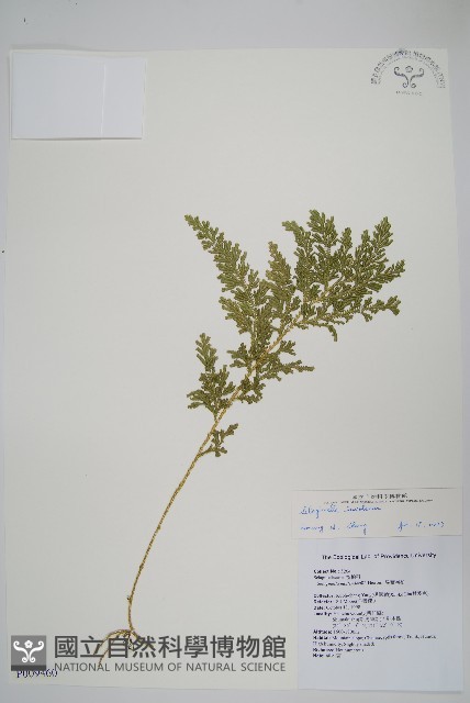密葉卷柏藏品圖，第1張