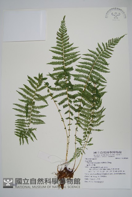 縮羽金星蕨藏品圖，第1張