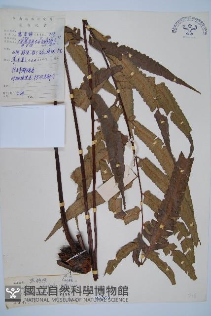 黑桫蕨藏品圖，第1張