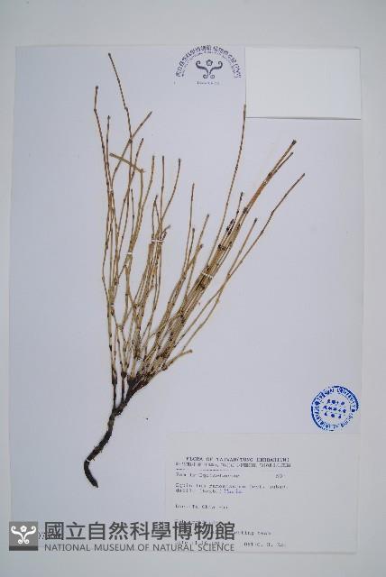 臺灣木賊藏品圖，第1張