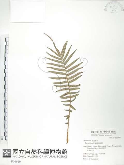 鱗蓋鳳尾蕨藏品圖，第1張