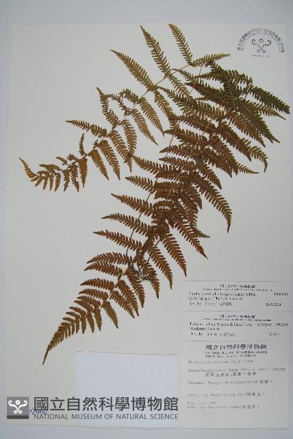 密腺副金星蕨藏品圖，第1張