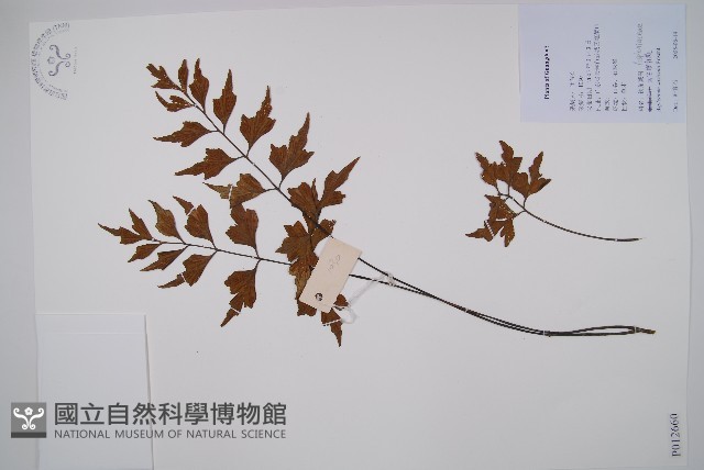 石生鐵角蕨藏品圖，第1張