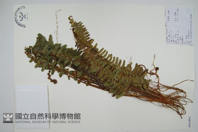 腎蕨藏品圖，第1張