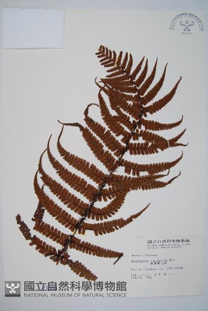 厚葉鱗毛蕨藏品圖，第1張