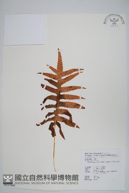 大葉玉山茀蕨藏品圖，第1張