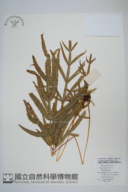 鳳尾蕨藏品圖，第1張