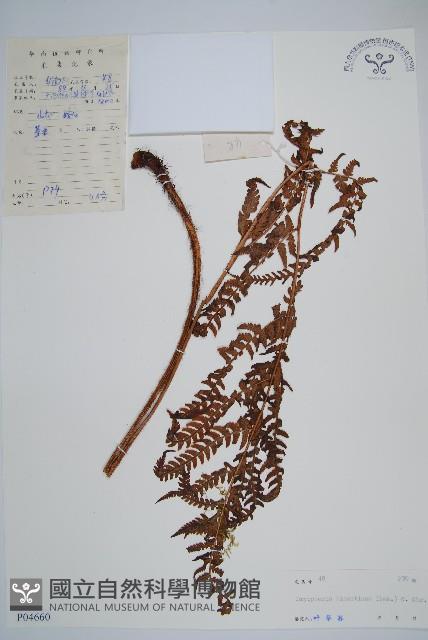 兩色鱗毛蕨藏品圖，第1張