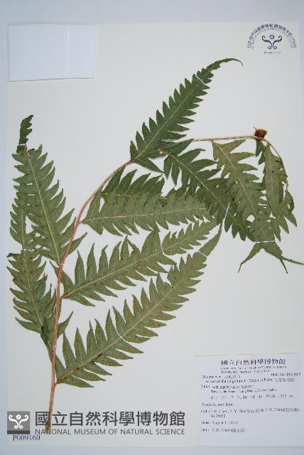 生芽狗脊蕨、頂芽狗脊蕨藏品圖，第1張