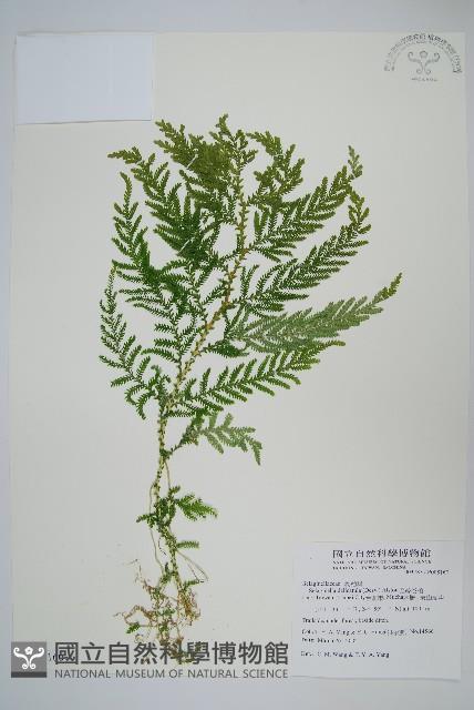 全緣卷柏藏品圖，第1張