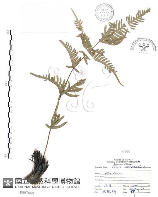 半邊羽裂鳳尾蕨藏品圖，第1張