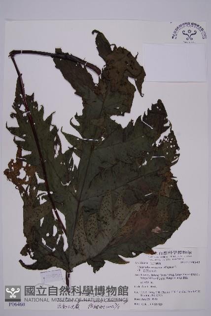 雲南三叉蕨藏品圖，第1張