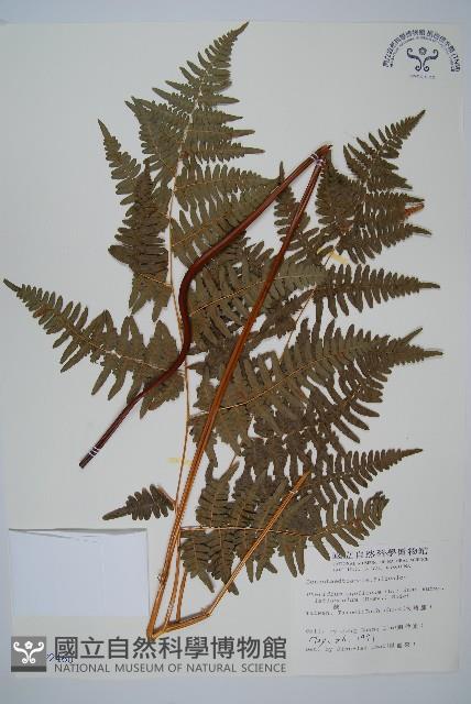 蕨藏品圖，第1張