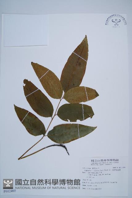 細柄雙蓋蕨藏品圖，第1張