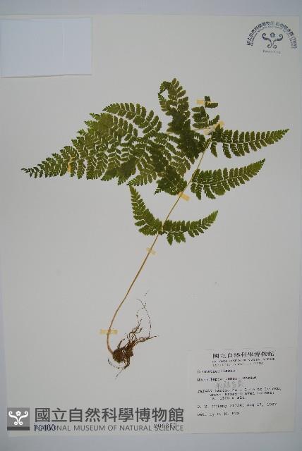 嫩鱗蓋蕨藏品圖，第1張