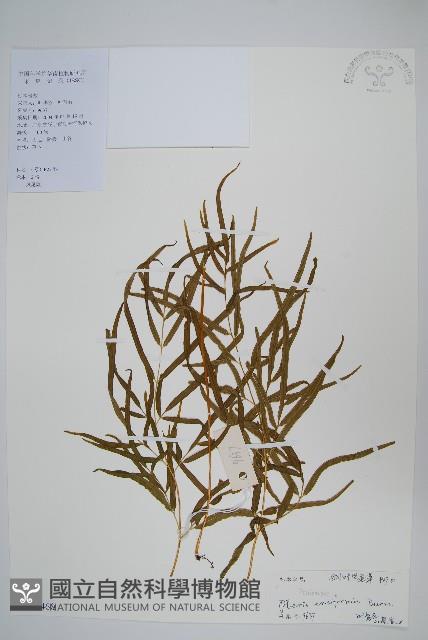 箭葉鳳尾蕨藏品圖，第1張