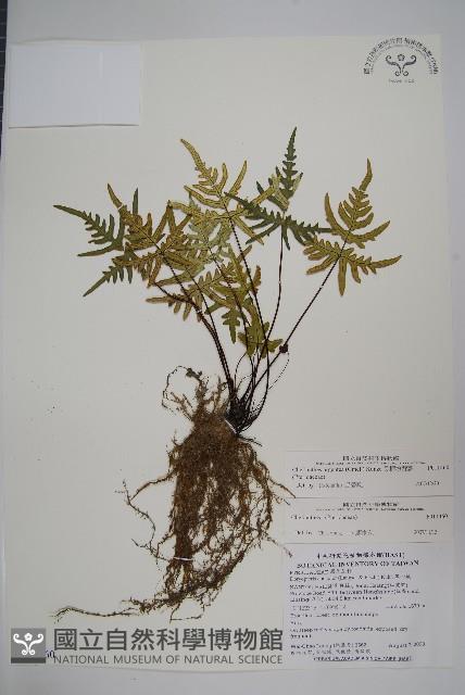 長柄粉背蕨藏品圖，第1張