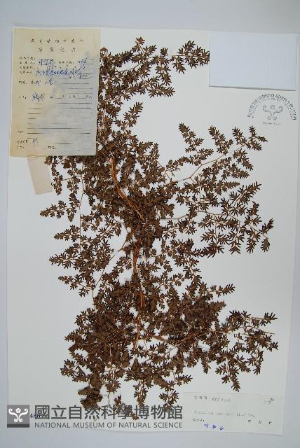 小葉海金沙藏品圖，第1張