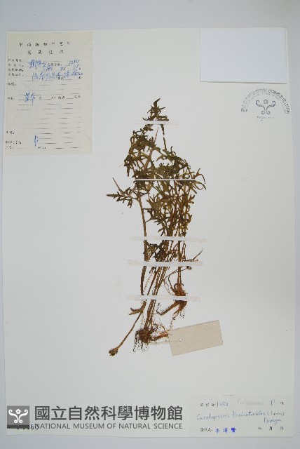 水蕨藏品圖，第1張