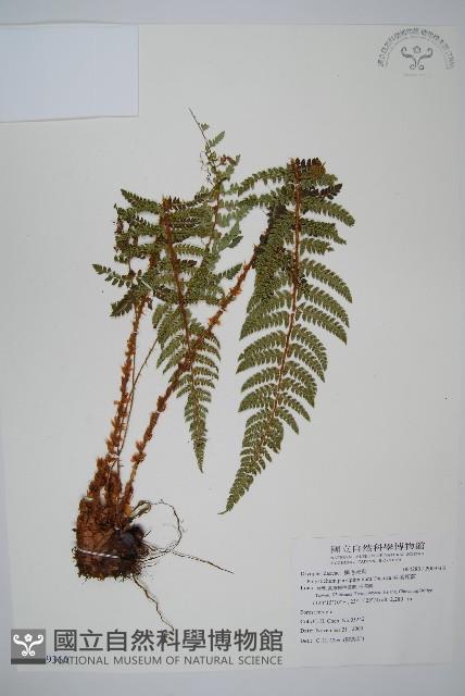 尖葉耳蕨藏品圖，第1張