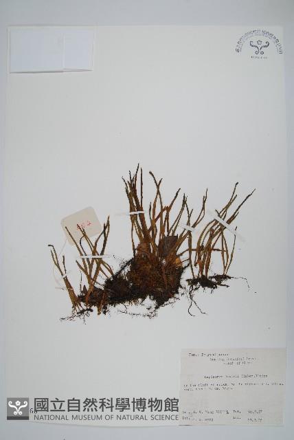 廬山瓦葦藏品圖，第1張